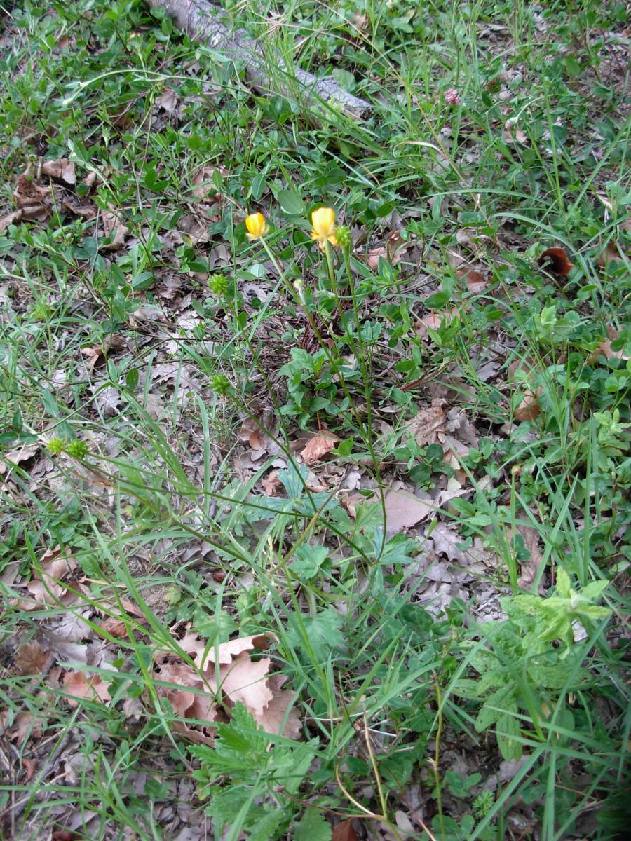Ranunculus serpens subsp. nemorosus / Ranuncolo dei boschi